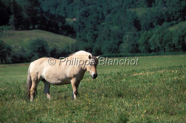 norvege 13.JPG - Norwegian Fjord HorsePoney norvégien